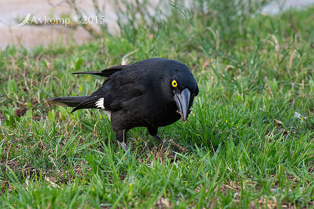 currawong 6164