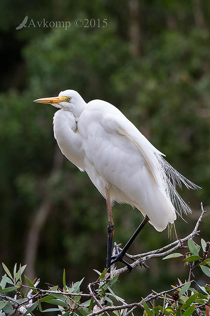 great egret 5597