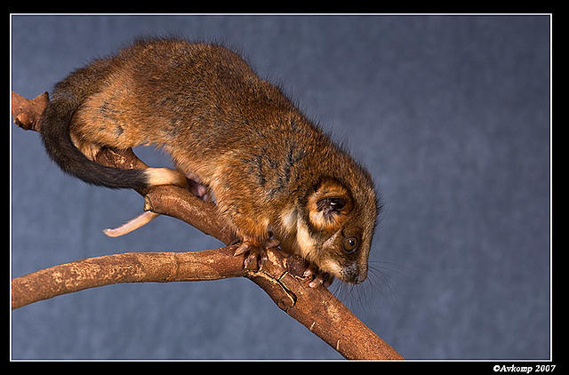 baby ringtail 354