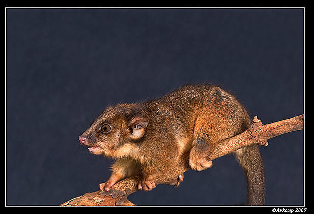 baby ringtail 358