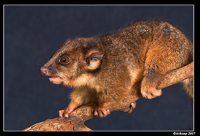 baby ringtail 358a