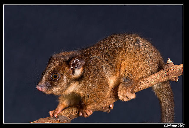 baby ringtail 359a