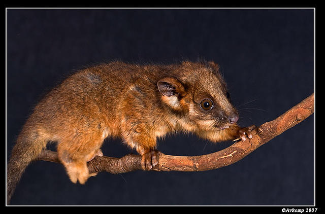 baby ringtail 365