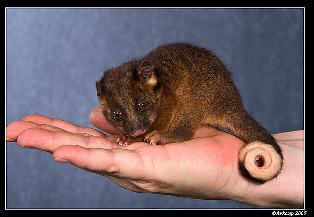 baby ringtail 379