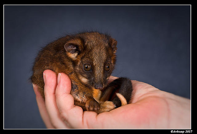 baby ringtail 384