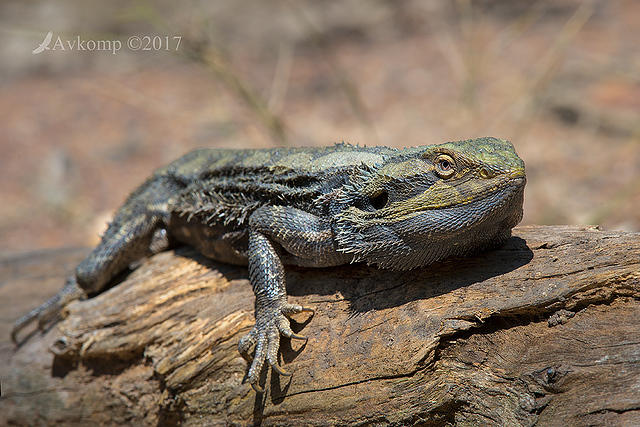 bearded dragon 14520