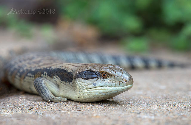 blue tongue 15701