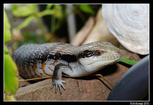 bluetongue 0091