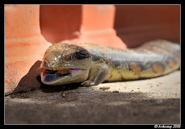 bluetongue0953