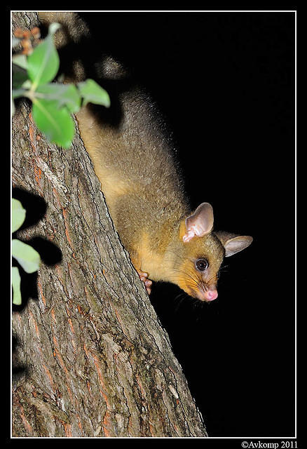 brushtail 0210