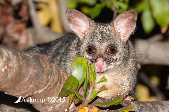 brushtail 0278