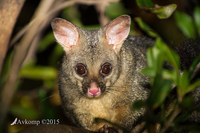 brushtail 0534