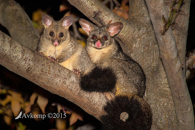 brushtail 0589