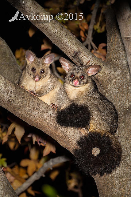 brushtail 0590