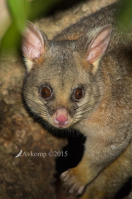 brushtail 1240