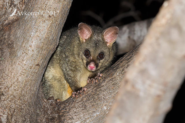 brushtail 13656