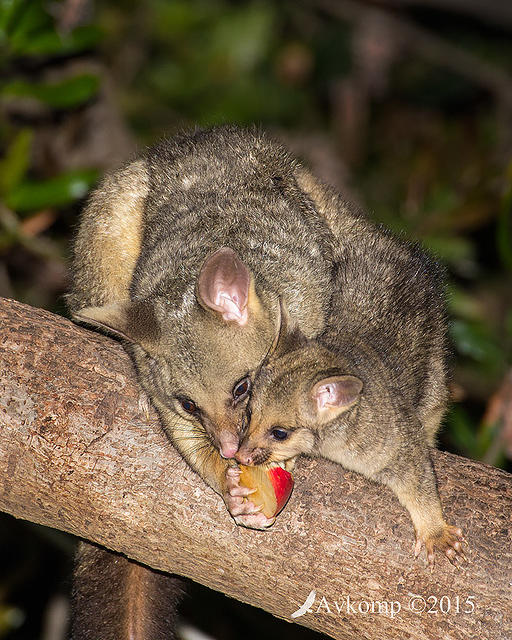 brushtail 4243 001