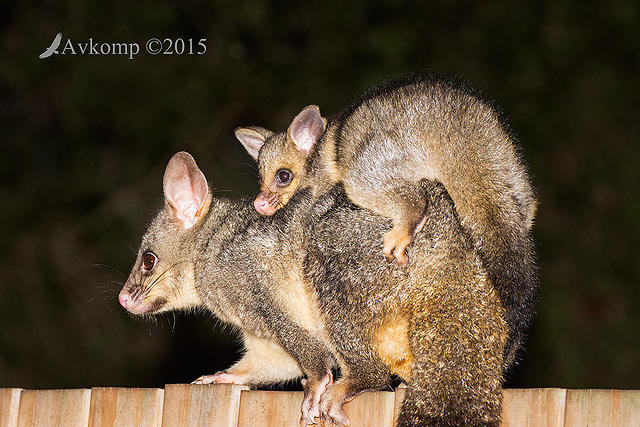 brushtail 4274 001