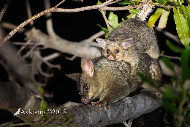 brushtail 4275