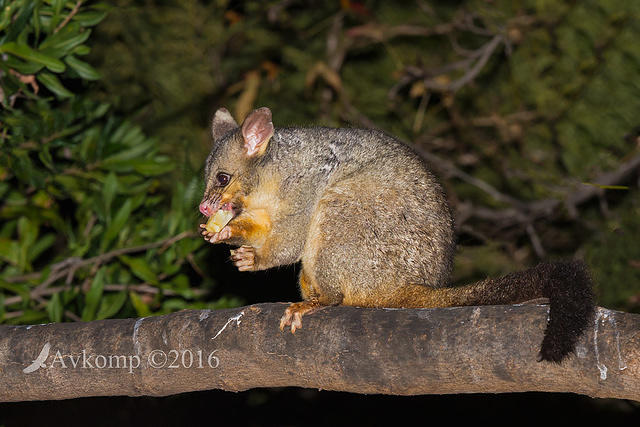 brushtail 8562