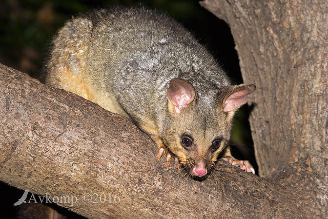 brushtail 8563