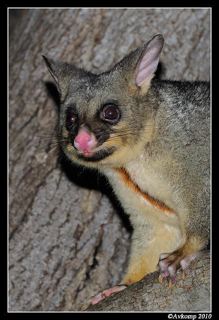 brushtail possum 6085 vertical a