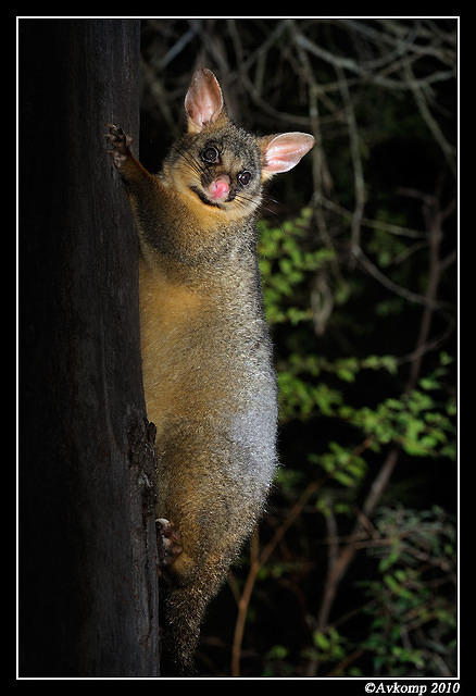 brushtail possum 6123