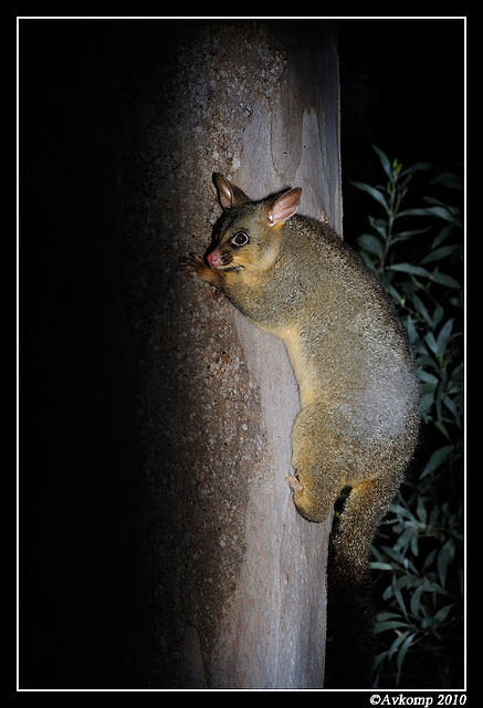 brushtail possum 6124