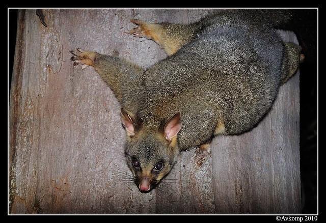 brushtail possum 6125