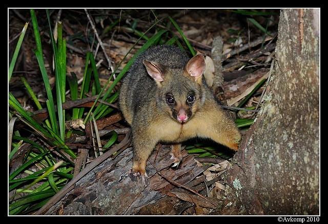 brushtail possum 6126