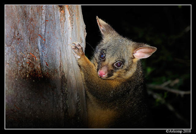 brushtail possum 6127