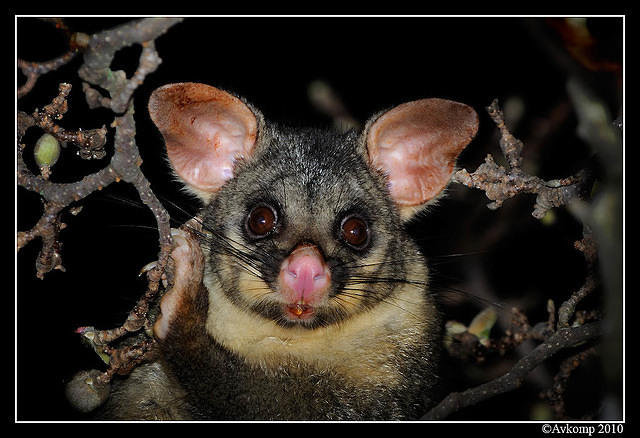 brushtail possum 6132