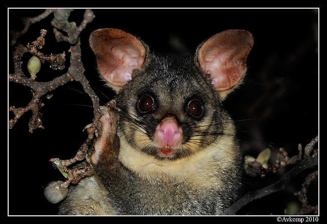 brushtail possum 6133