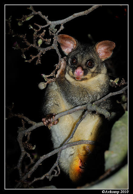 brushtail possum 6135