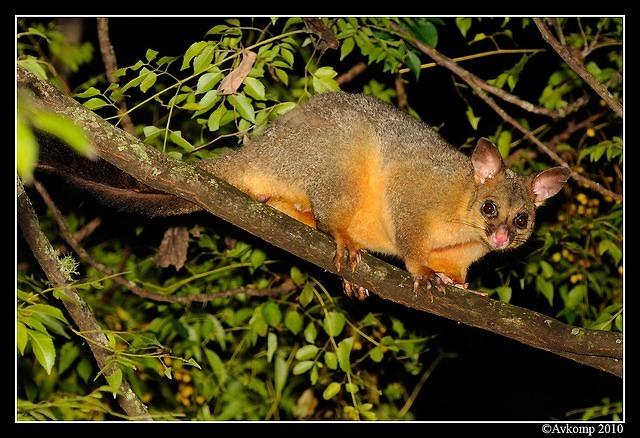 brushtail possum 5927