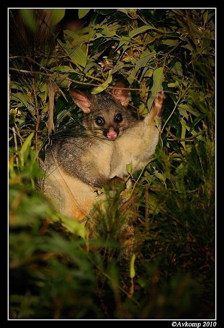 brushtail possum 5930