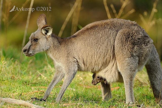 eastern grey kangaroo 4151