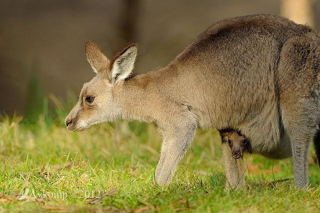 eastern grey kangaroo 4152