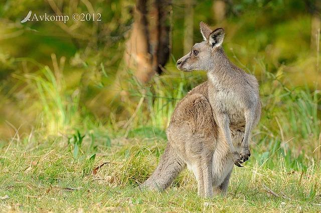 eastern grey kangaroo 4161