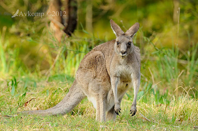 eastern grey kangaroo 4163