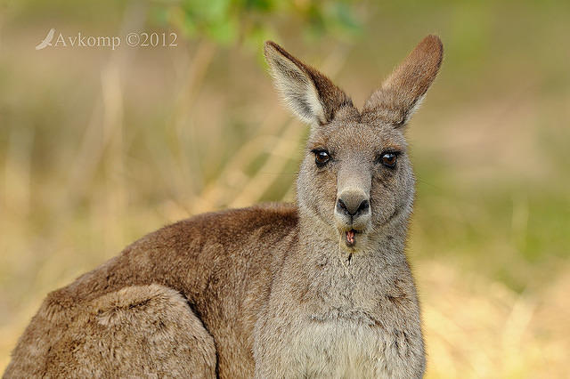 eastern grey kangaroo 4166