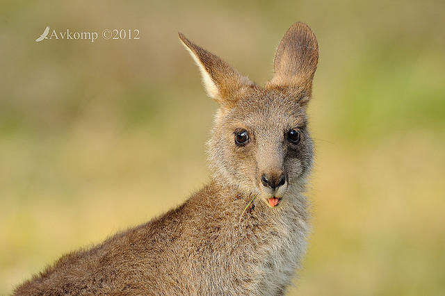 eastern grey kangaroo 4167