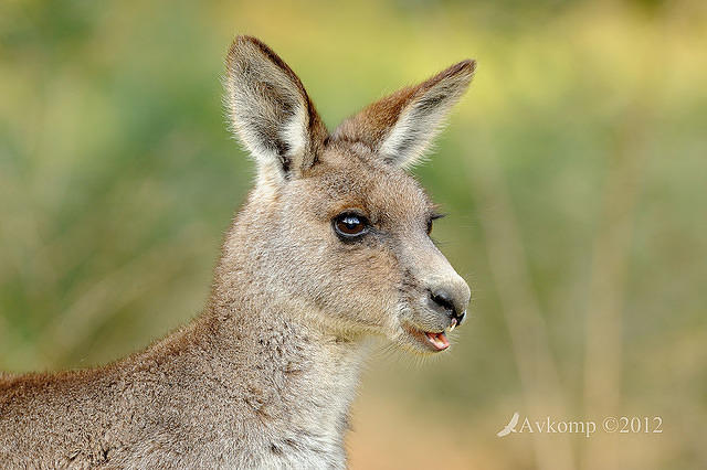 eastern grey kangaroo 4174