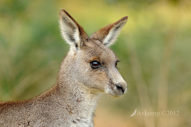 eastern grey kangaroo 4175