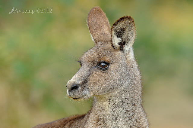 eastern grey kangaroo 4178