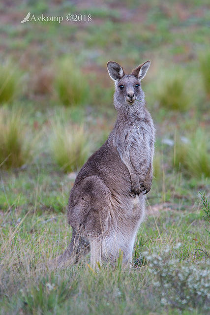 eastern grey kangaroo 0239