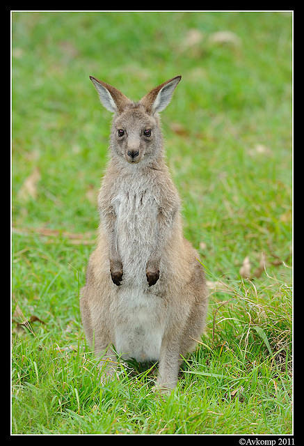 eastern grey kangaroo 0327