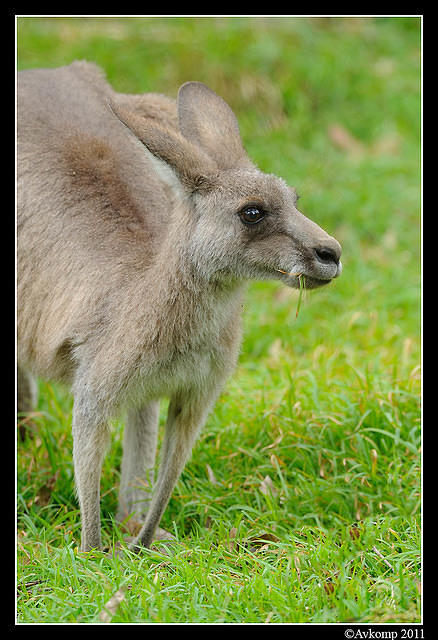 eastern grey kangaroo 0329