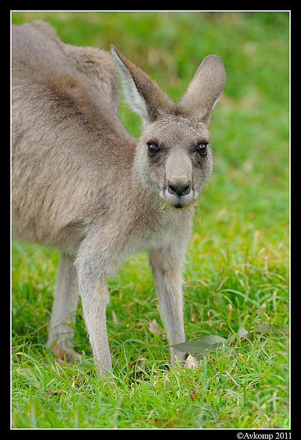 eastern grey kangaroo 0330