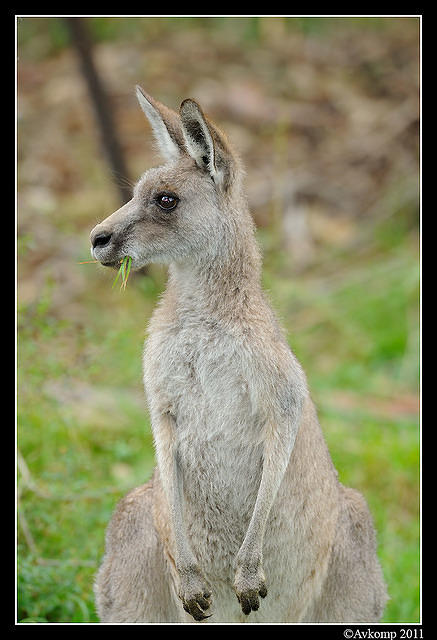 eastern grey kangaroo 0331